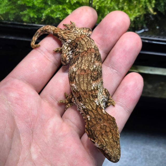 레드바 코기스 프리델