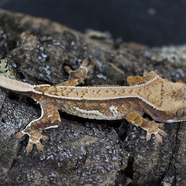 화이트핀 화이트크라운 쿼드 트라이 크림