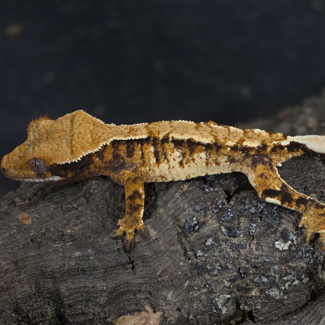 트라이 익스트림할리퀸 화이트