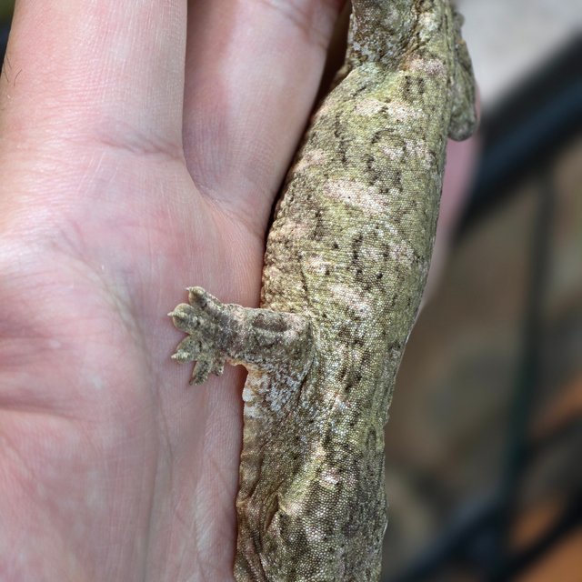 누아미 하이 컬러