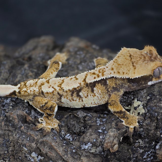 트라이 익스트림할리퀸