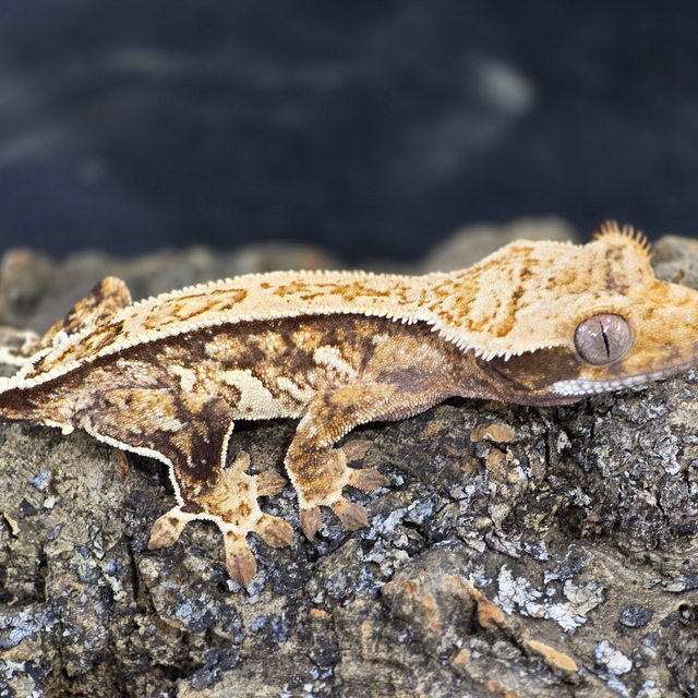 트라이 익스트림할리퀸 옐로우