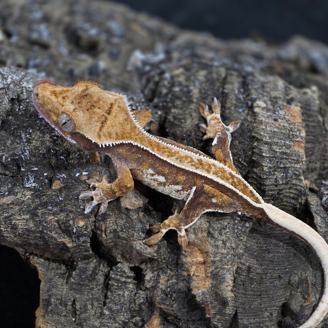 화이트핀 트라이 쿼드 옐로우 풀핀 화이트크라운