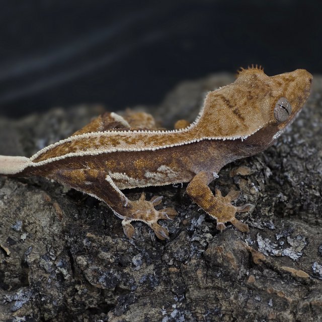 화이트핀 트라이 쿼드 옐로우 풀핀 화이트크라운