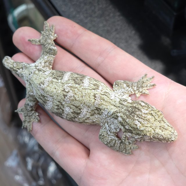 브로쓰 하이 컬러