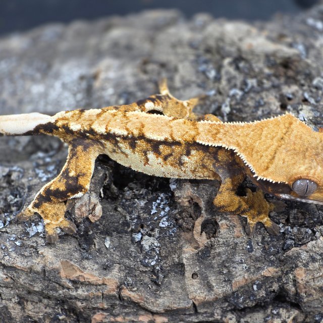 트라이 익스트림할리퀸 화이트