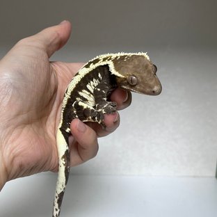 카푸치노