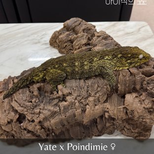 리핀리치스 GT Type A