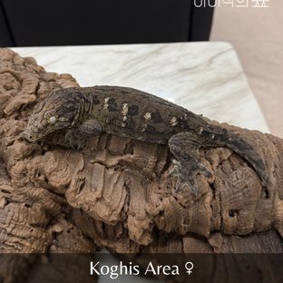 리핀리치스 다크 GT 코기스