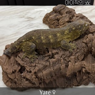 리핀리치스 야테