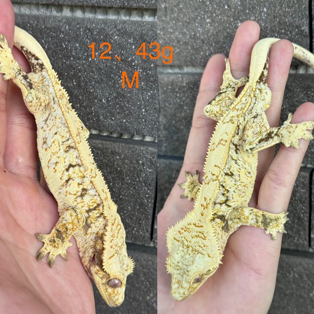 SPT