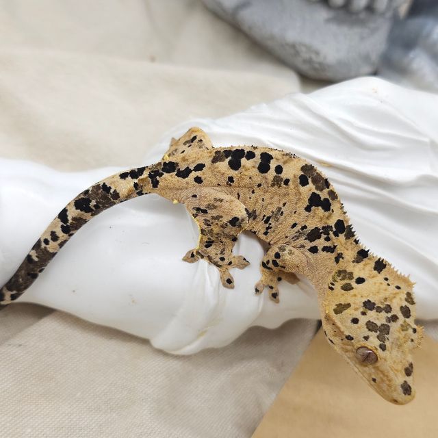 달마시안 슈퍼달마시안
