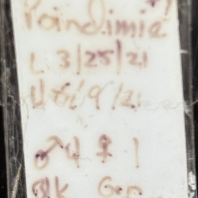 리핀리치스 포인디미에