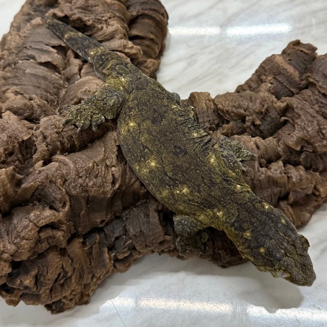 리핀리치스 포인디미에