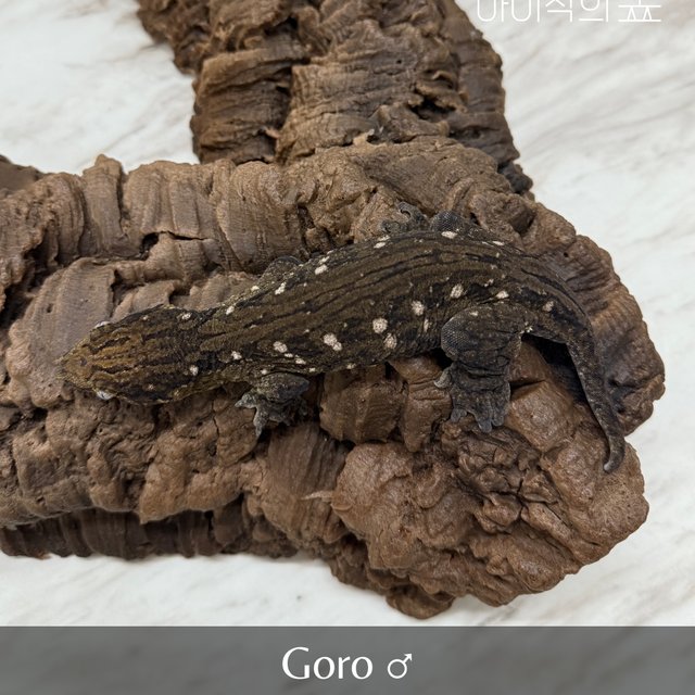 리핀리치스 GT 다크