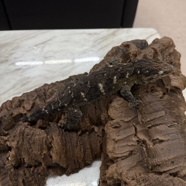 리핀리치스 코기스 GT 다크