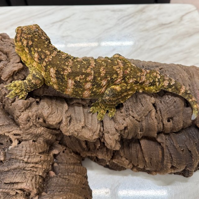 하이 컬러 카나와 리핀리치스