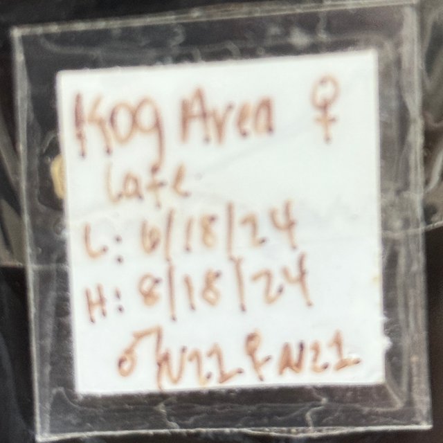 리핀리치스 다크 GT 코기스