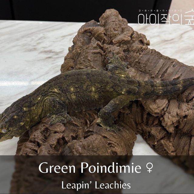 리핀리치스 포인디미에