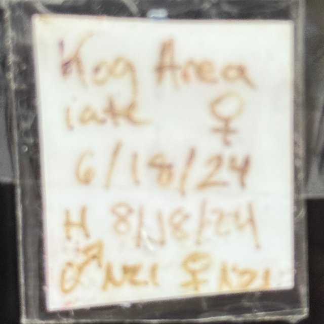 리핀리치스 코기스 GT 다크