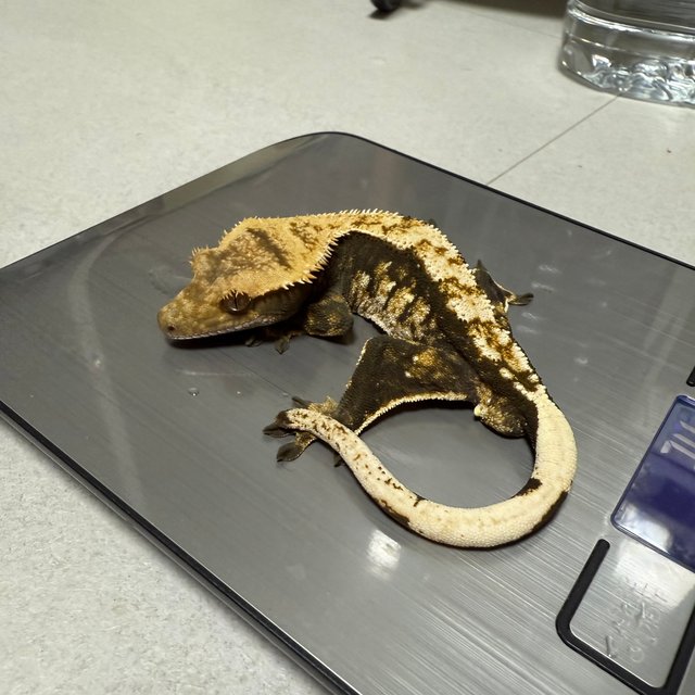 트라이 익스트림할리퀸 노멀