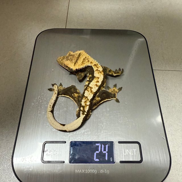 트라이 익스트림할리퀸 노멀