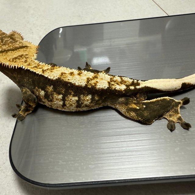 트라이 익스트림할리퀸 노멀