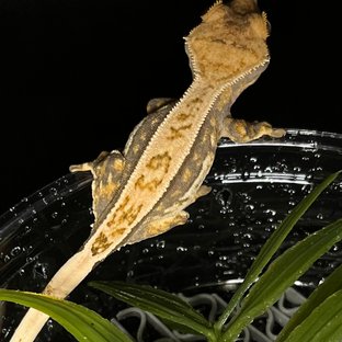 트라이 풀핀 쿼드 노멀 익스트림할리퀸