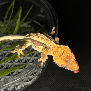 트라이 익스트림할리퀸 쿼드 풀핀 노멀