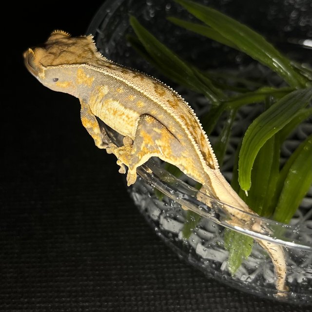 트라이 풀핀 쿼드 노멀 익스트림할리퀸