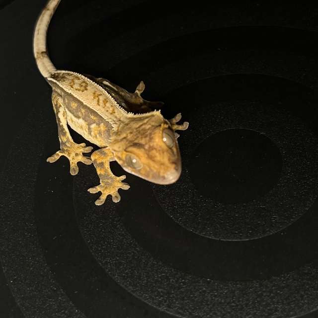 트라이 풀핀 쿼드 노멀 익스트림할리퀸