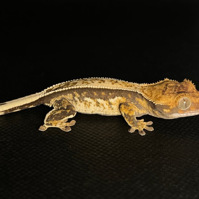 트라이 익스트림할리퀸 쿼드 풀핀 노멀