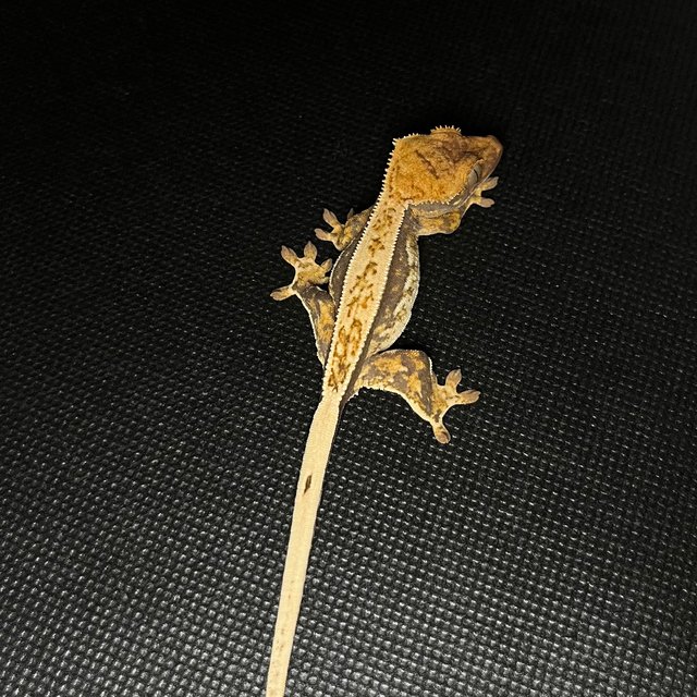 트라이 익스트림할리퀸 쿼드 풀핀 노멀