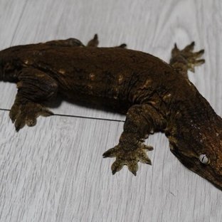 GT 코기스 트로거 헷 멜라니스틱