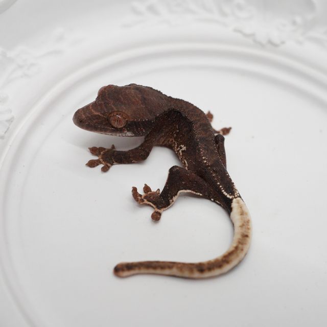 챠콜 팬텀 릴리화이트