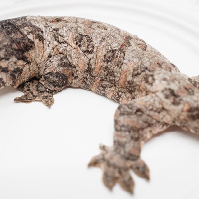 GT 코기스 트로거 프리델