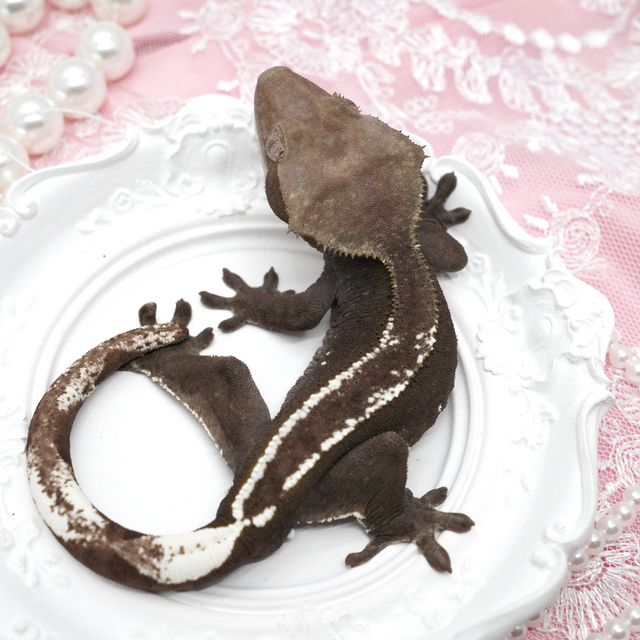 핀스트라이프 아잔틱