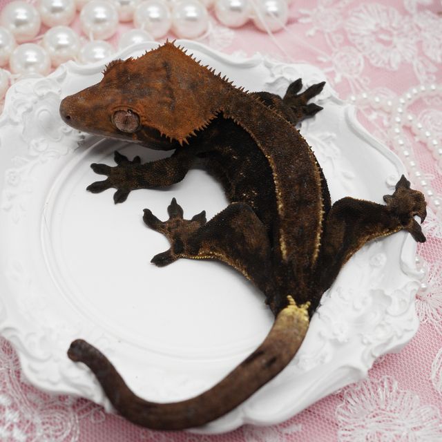 블랙 핀스트라이프 카푸치노