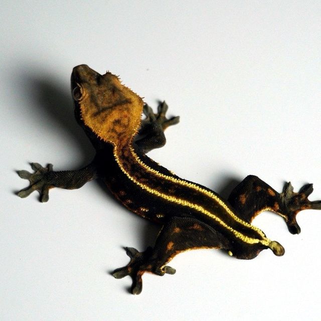 블랙 엠티백