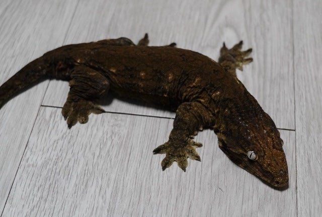 GT 코기스 트로거 헷 멜라니스틱