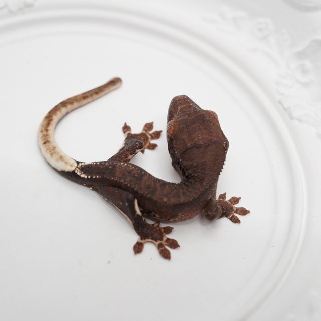 챠콜 팬텀 릴리화이트