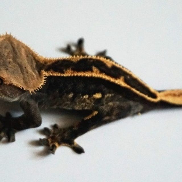 블랙 엠티백