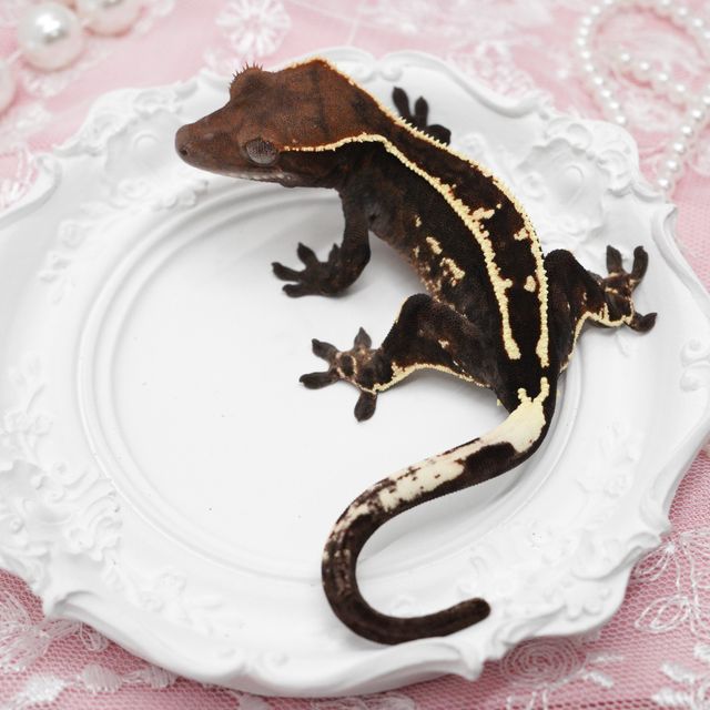 블랙 화이트 카푸치노