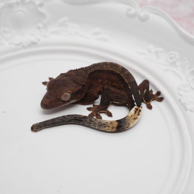 챠콜 팬텀 핀스트라이프