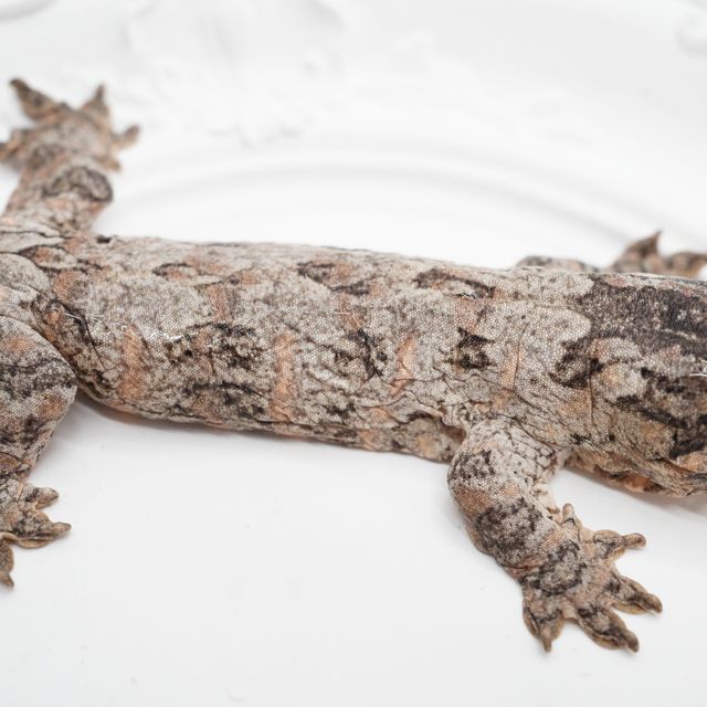 GT 코기스 트로거 프리델