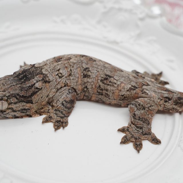 GT 코기스 트로거 프리델