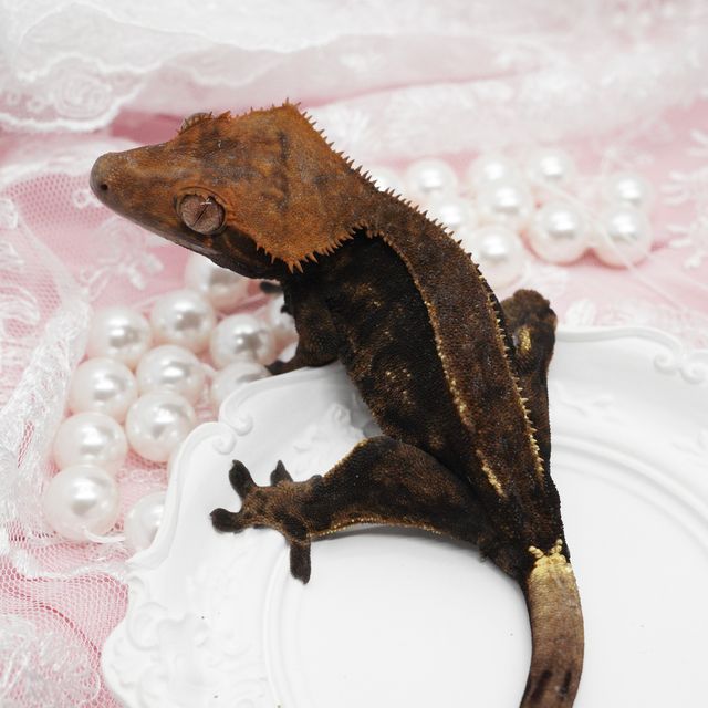 블랙 핀스트라이프 카푸치노