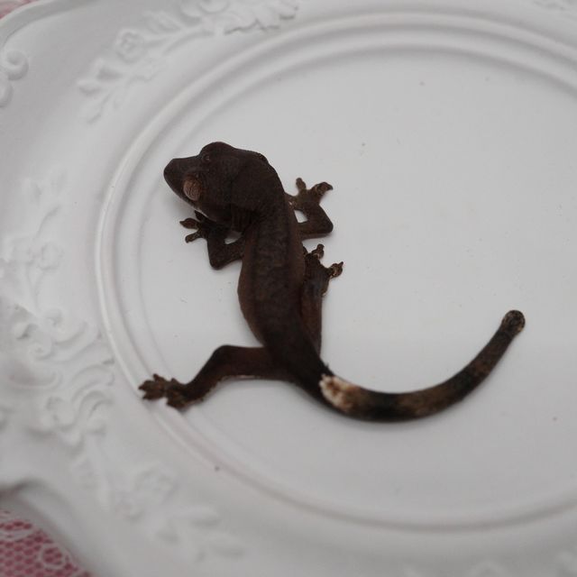 챠콜 블랙 팬텀