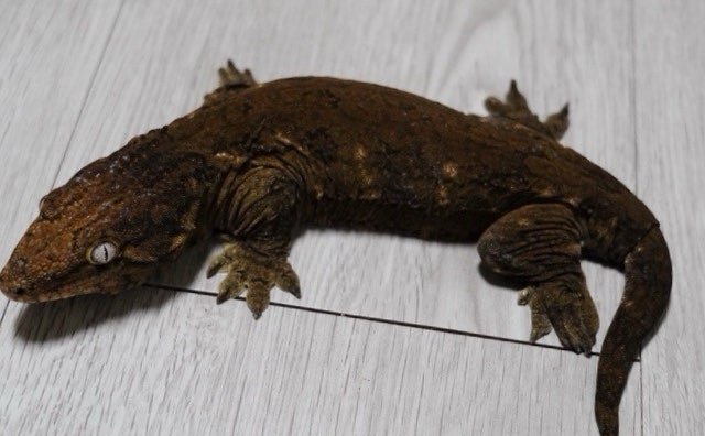 GT 코기스 트로거 헷 멜라니스틱