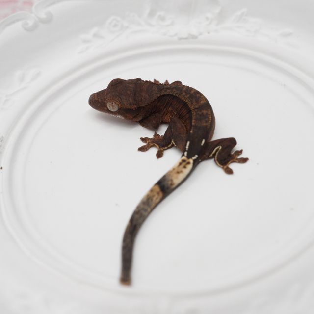 챠콜 팬텀 핀스트라이프